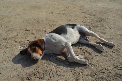 High angle view of a dog resting on sand