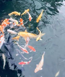 High angle view of koi carps swimming in lake