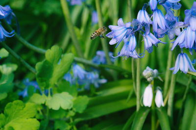 Close-up of insect on purple flowering plant