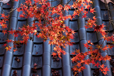 Low angle view of maple tree