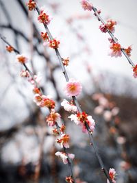 Close-up of cherry blossoms in spring