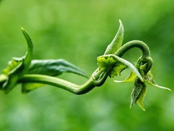 Close-up of plant growing outdoors