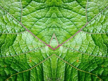 Close-up of green leaf