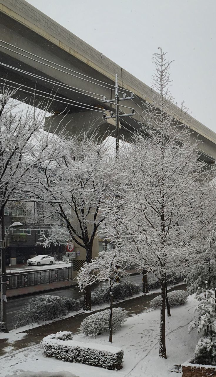 SNOW COVERED TREES AGAINST SKY