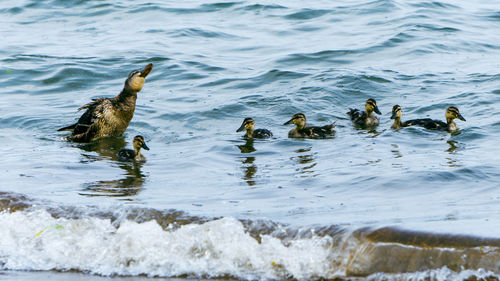 Ducks swimming in lake