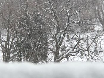 Bare trees during winter