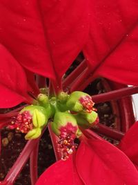 High angle view of red flowering plant