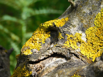 Lichen growing on tree trunk