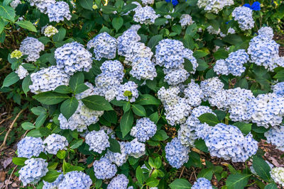 High angle view of purple flowering plants