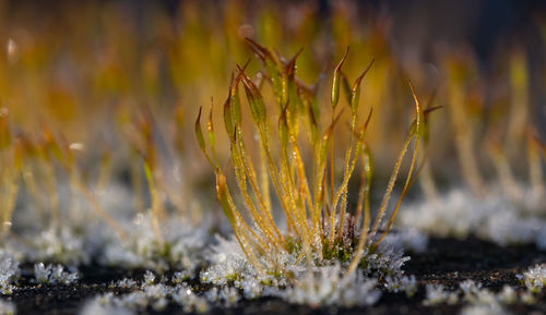 Close-up of yellow flowering plant on field