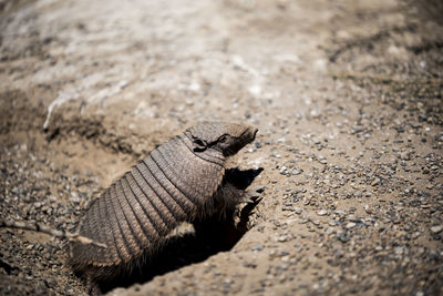 High angle view of a lizard on land