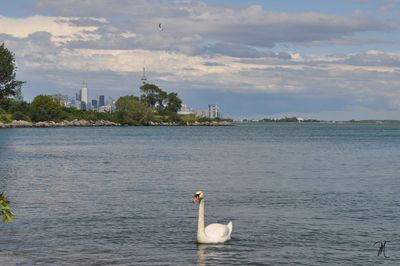 Swan in a lake