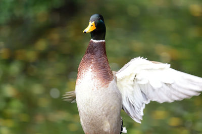Portrait of a mallard duck flapping its wings