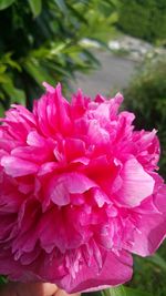 Close-up of pink flowers blooming outdoors