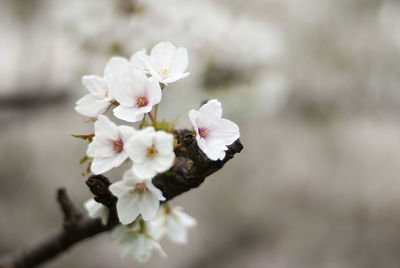 Close-up of white flowers blooming outdoors