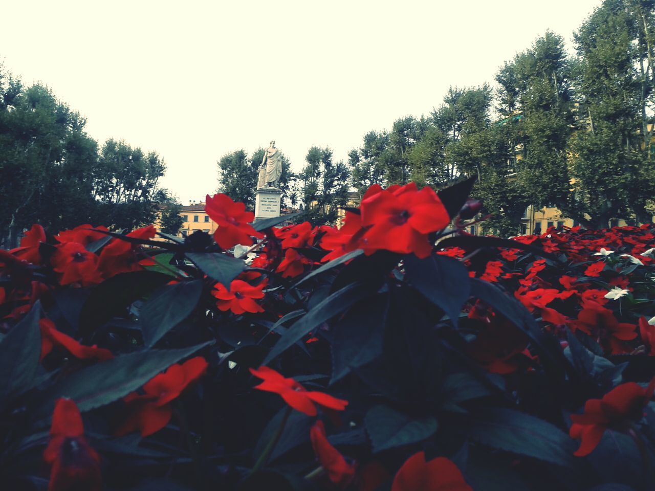 red, clear sky, growth, plant, tree, nature, beauty in nature, field, flower, leaf, day, abundance, outdoors, copy space, sky, tranquility, no people, freshness, sunlight, rural scene