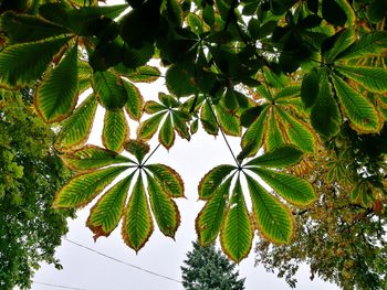 Low angle view of tree against sky