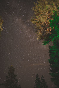 Close-up of giraffe against trees at night