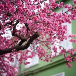 Close-up of pink flowers blooming on tree