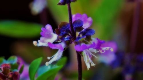 Close-up of purple flowers