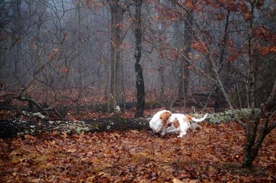 Dog in forest during autumn