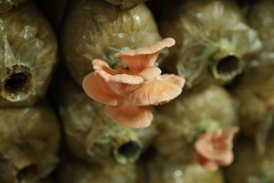 Close-up of mushrooms growing on plant