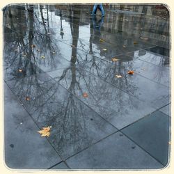 Reflection of trees in puddle
