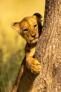 Close-up of lion cub clutching tree trunk