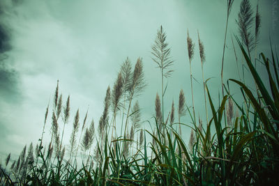 Low angle view of stalks in field against sky