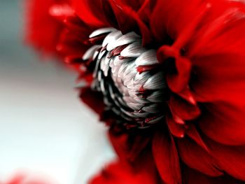 Close-up of red flower
