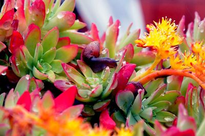 Close-up of insect on flower