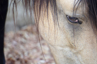 Close-up of a horse