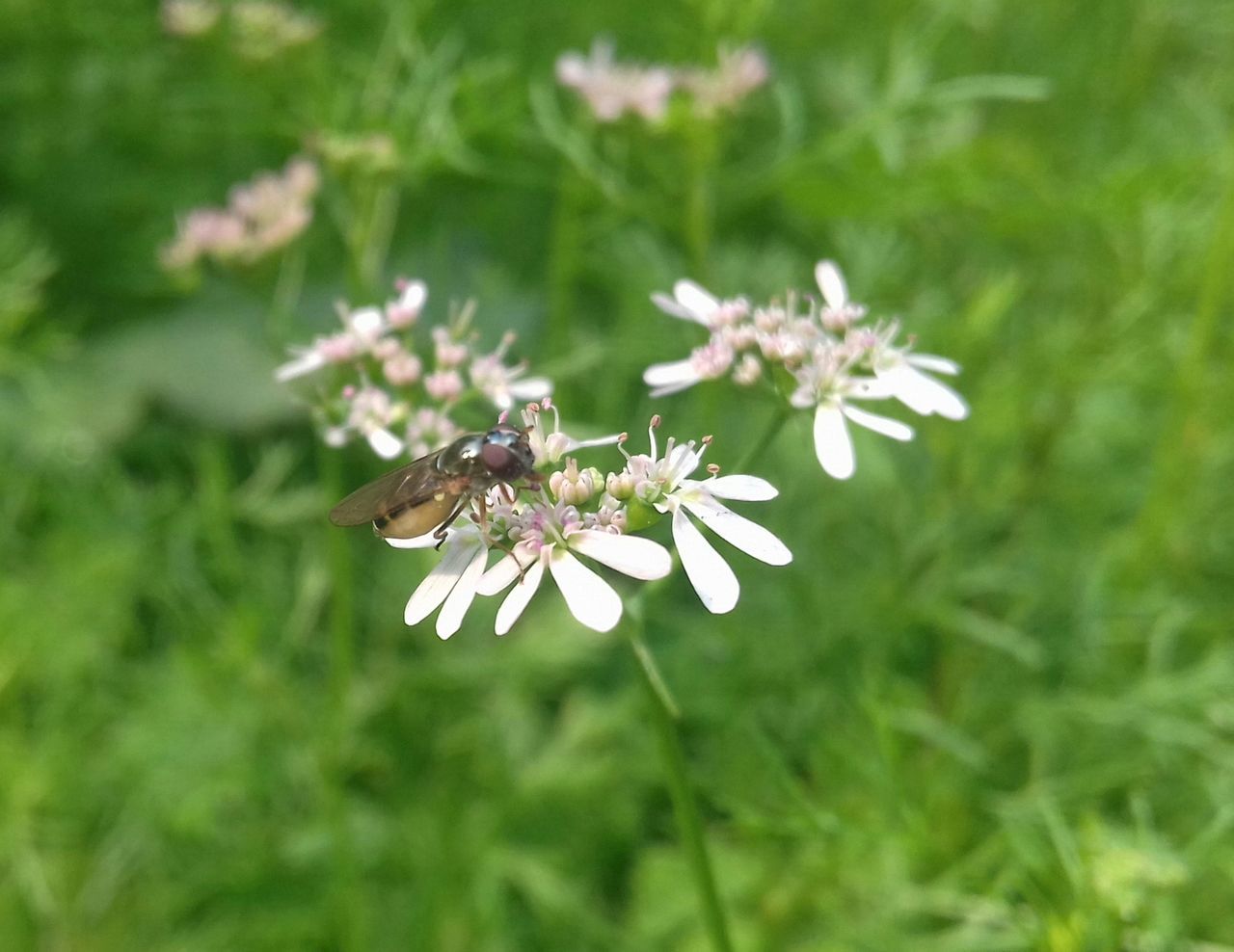 CLOSE-UP OF INSECT ON PLANT