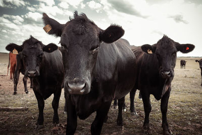 Cow standing on field