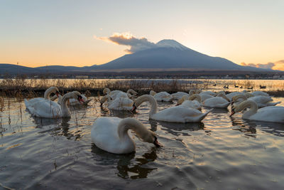 Swans swimming in lake against sky during sunset