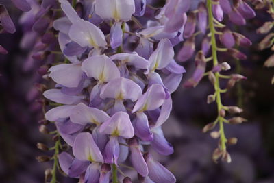 Close-up of purple flowering plants