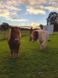 Sheep standing in a field