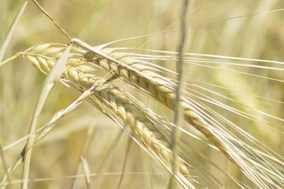 Close-up of plant against blurred background