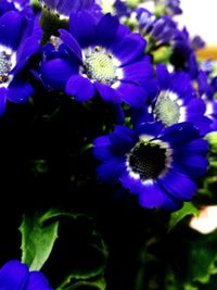 Close-up of purple flowers