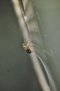 Close-up of insects on white surface