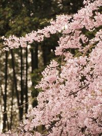 Close-up of pink cherry blossoms in spring