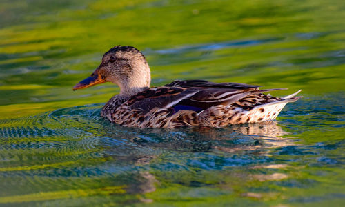 Duck swimming in a lake