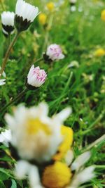 Close-up of flowers