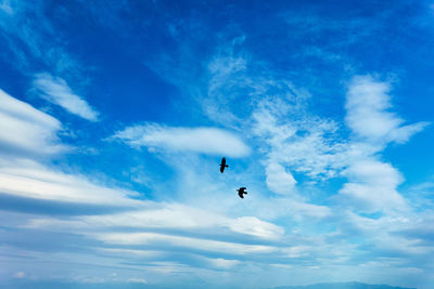 Low angle view of birds flying gainst blue sky