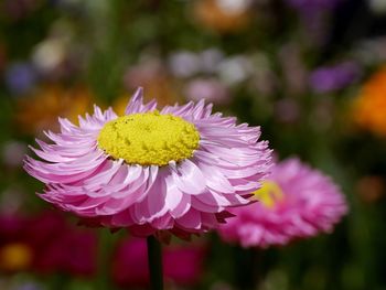 Close-up of pink flower