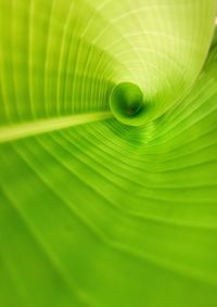 Full frame shot of green leaf