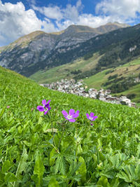 Flowers above the village of vals