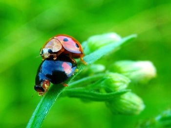 Close-up of ladybug on plant