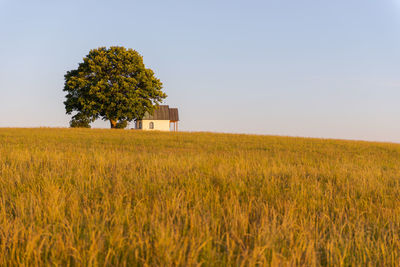 Scenic view of agricultural field against clear sky