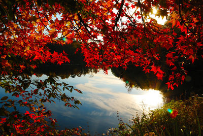Autumn trees against sky